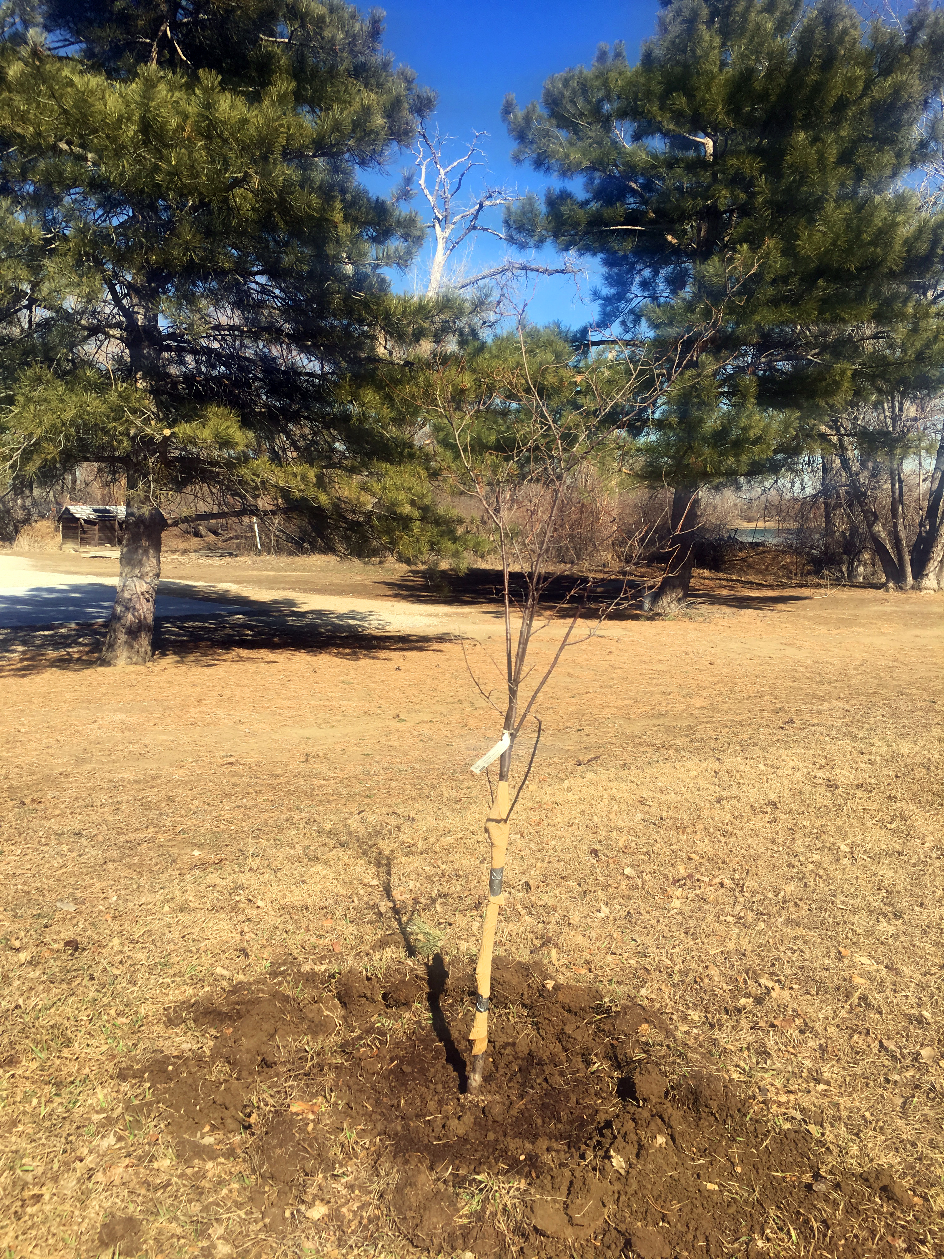 Bing Cherry Tree