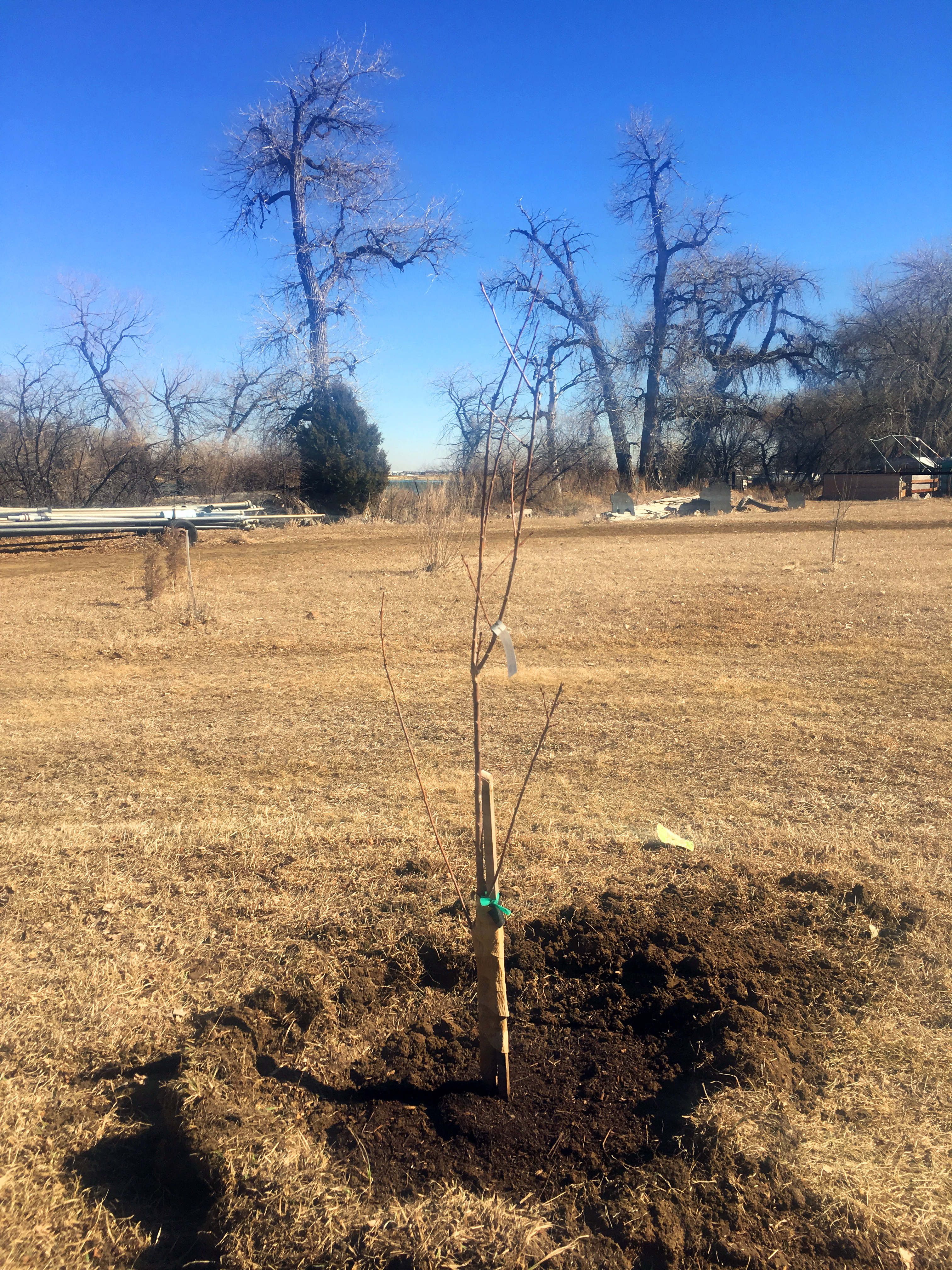 Bing Cherry Tree