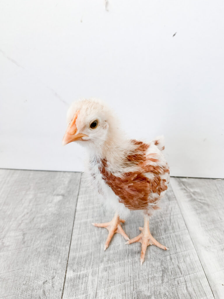 Marigold our Golden Comet 
Getting Started with Backyard Chickens, everything you need to know! www.livesimplywithkristin.com