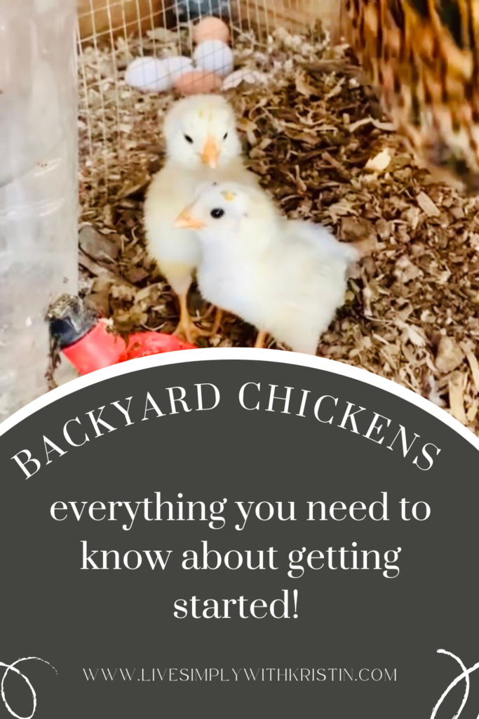 Getting Started with Backyard Chickens everything you need to know! https://livesimplywithkristin.com/getting-started-with-backyard-chickens/