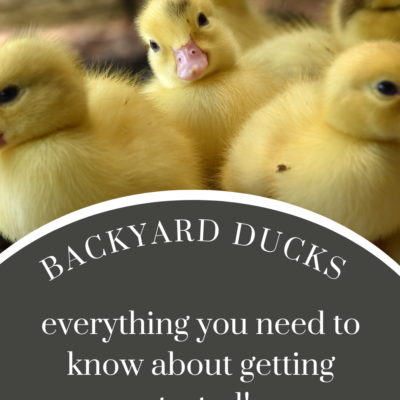 Backyard ducks everything you need to know to get started! https://livesimplywithkristin.com/getting-started-with-backyard-ducks/
