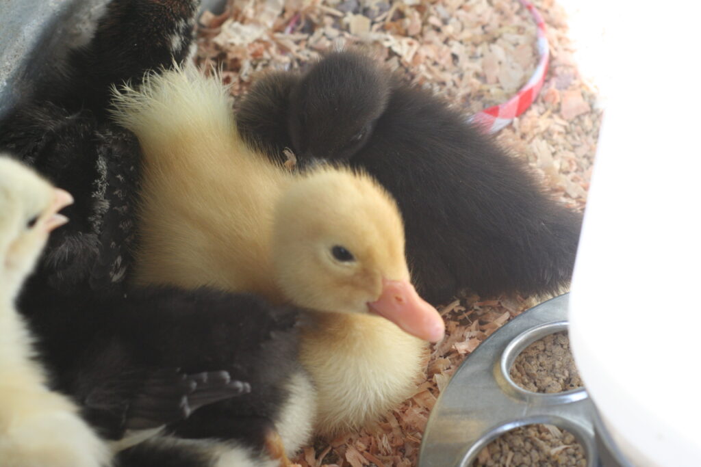 Raising Ducks and Chickens together everything you need to know to get started! www.livesimplywithkristin.com