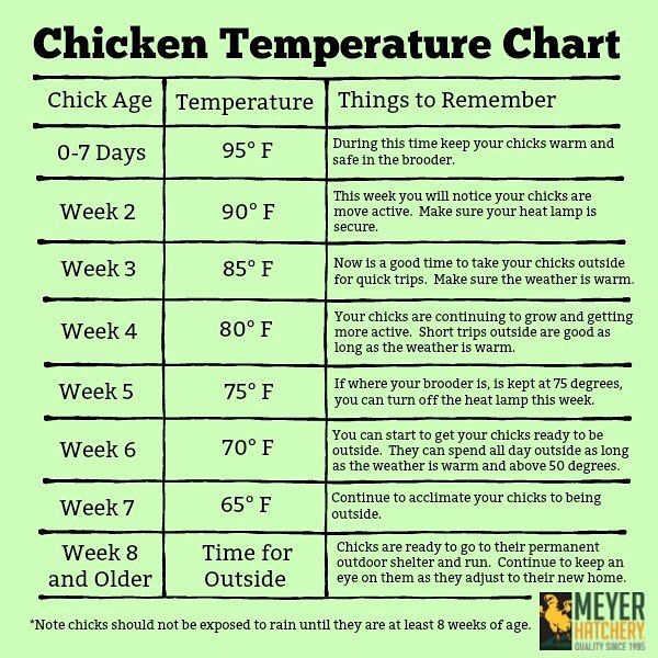  Heat is non-negotiable for babies. Chicks must be kept at 95-100 degrees for their first week or so of life, with the temperature gradually being decreased as they grow. I don't use heat lamps for my big chickens, I will have a blog post about this soon.