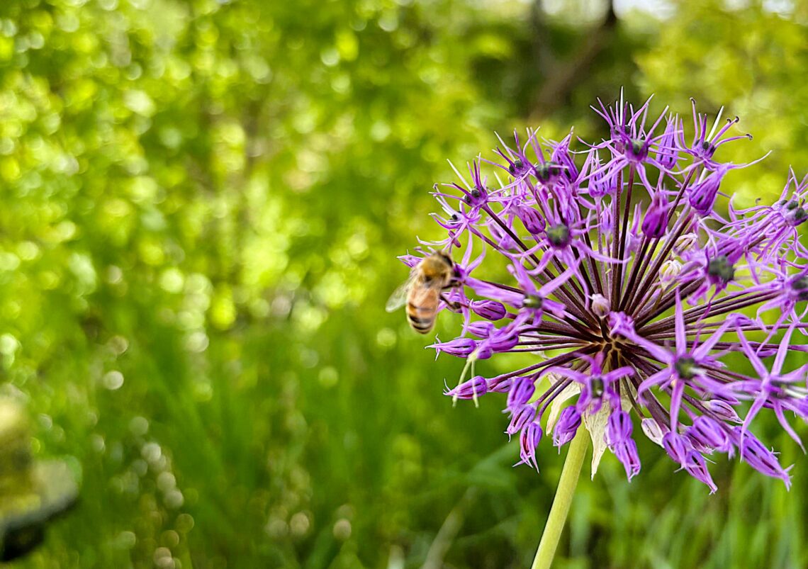 honey bee on purple floor with blurred green background.