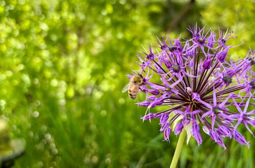 honey bee on purple floor with blurred green background.