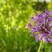 honey bee on purple floor with blurred green background.